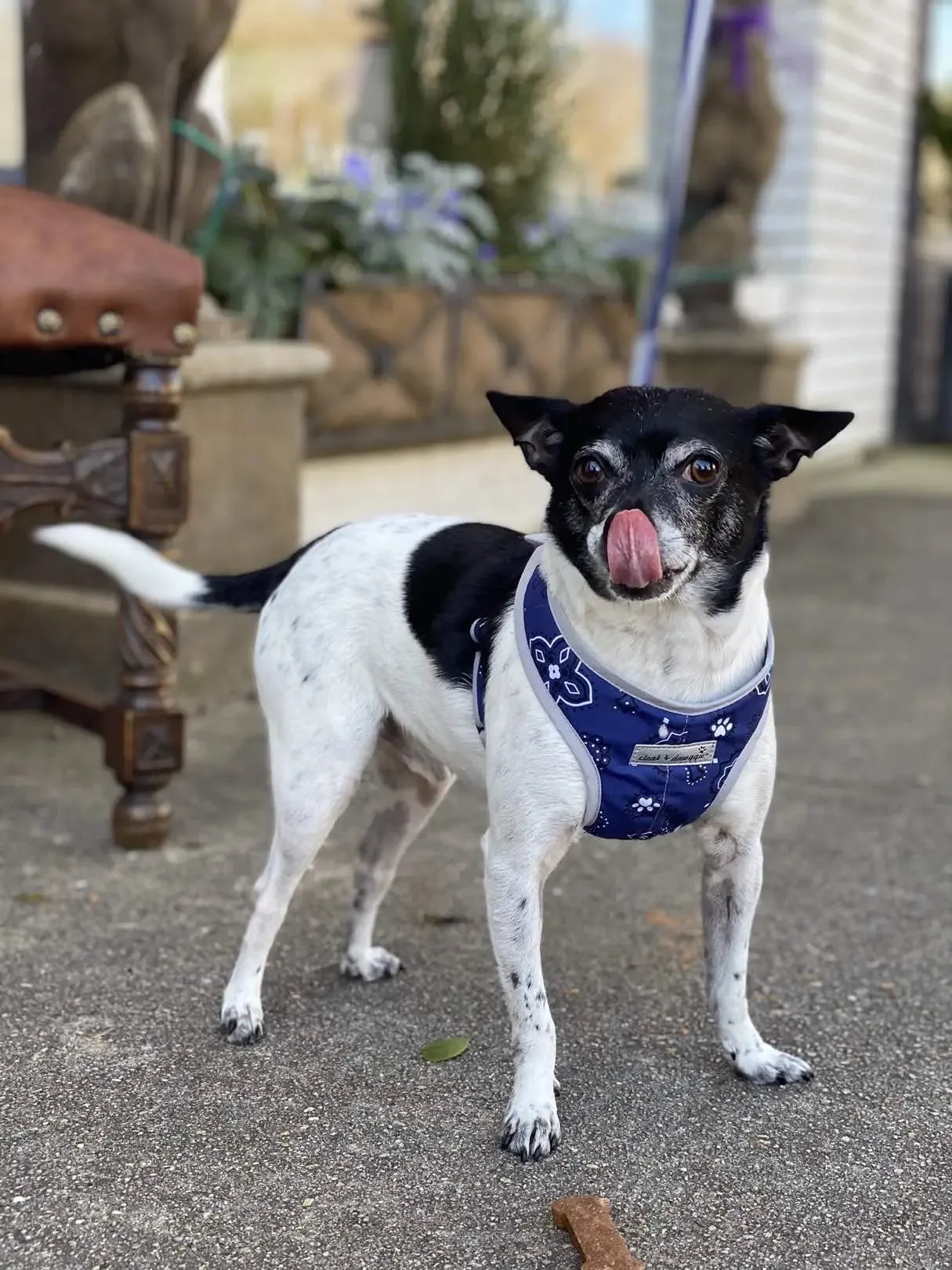 Precision Fit™ Step In Dog Harness Adjustable Bandana Print 3-40 LBS